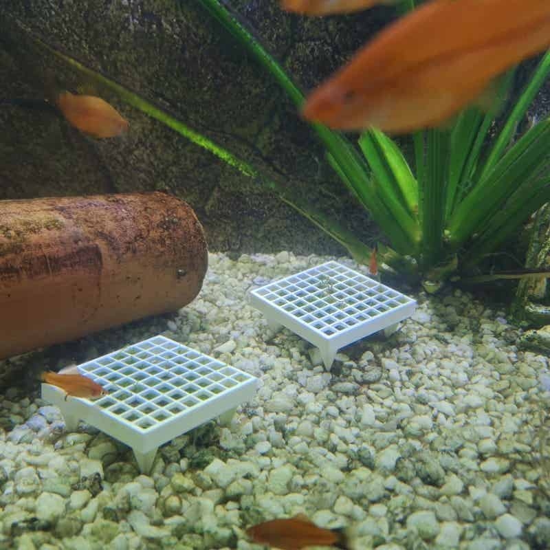 Aquarium Plant Echinodorus - Aquarium Moss Holder with Stand for
