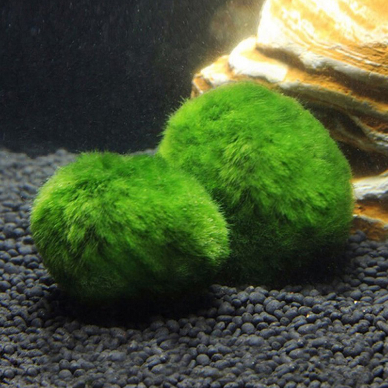 Aquarium Plant Echinodorus - New 3-4cm Marimo Moss Balls Live