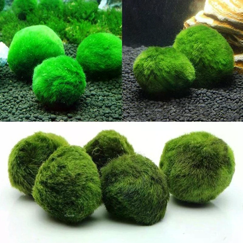3-4cm Marimo Moss Balls Live A - مراجعة Aquarium Plant Echinodorus وسعره