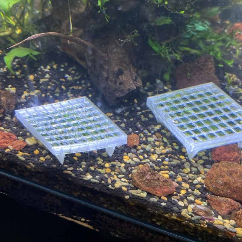 Aquarium Moss Holder with Stan - مراجعة Aquarium Plant Echinodorus وسعره