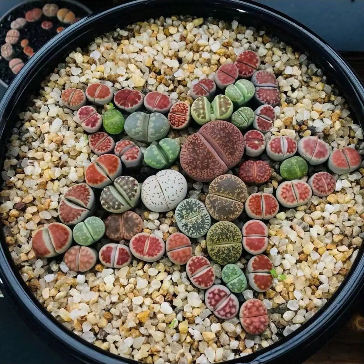 1pc-250g Natural Crystals Grav - مراجعة Aquarium Plant Gravel وسعره