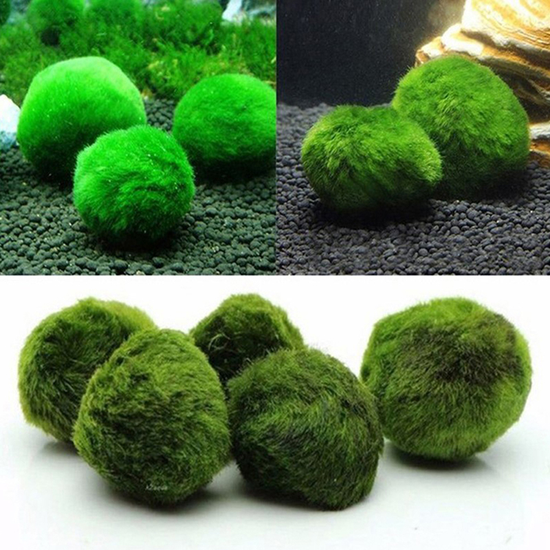 3-4cm Marimo Moss Balls Live A - مراجعة Aquarium Plant Echinodorus وسعره