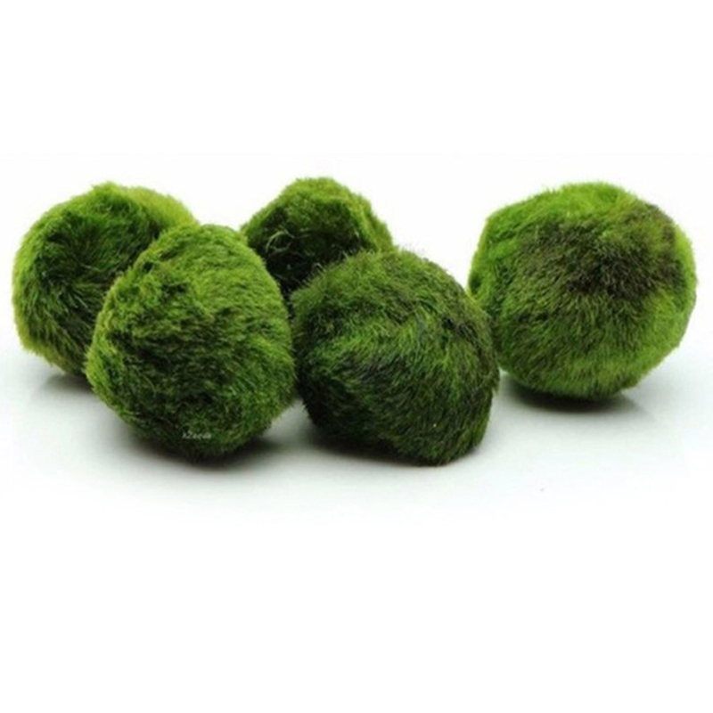 3-4cm Marimo Moss Balls Live A - مراجعة Aquarium Plant Echinodorus وسعره