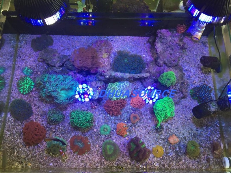 Full specturm LED Aquarium Ree - مراجعة Aquarium Plant Growing وسعره