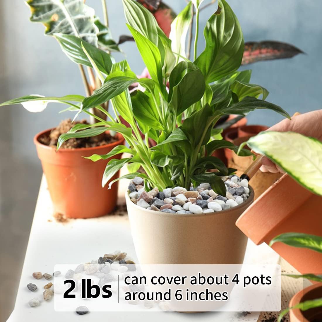 2LB Succulent Gravel Pebbles,  - مراجعة Aquarium Plant Gravel وسعره