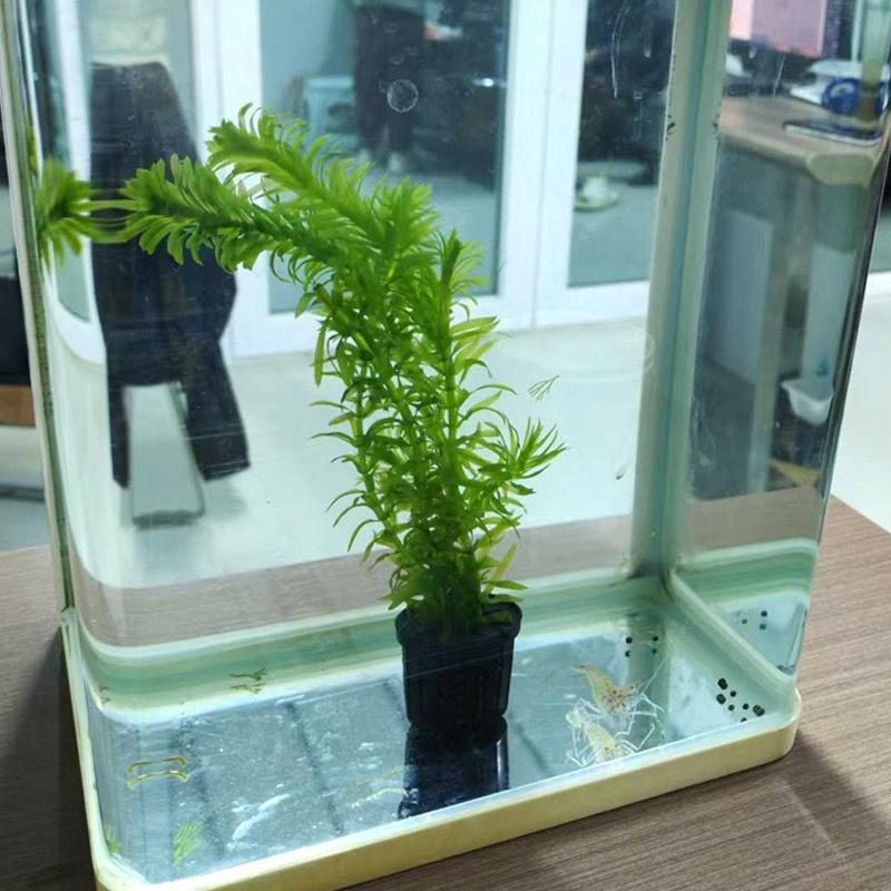 4Pcs Pet Fish Tank Landscaping - مراجعة Aquarium Planting وسعره