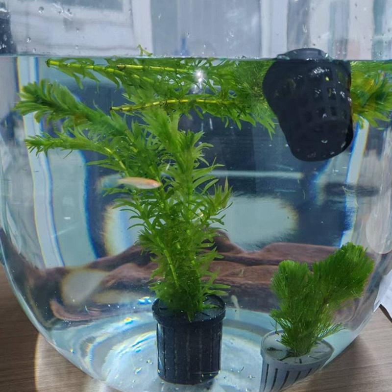 4Pcs Pet Fish Tank Landscaping - مراجعة Aquarium Planting وسعره