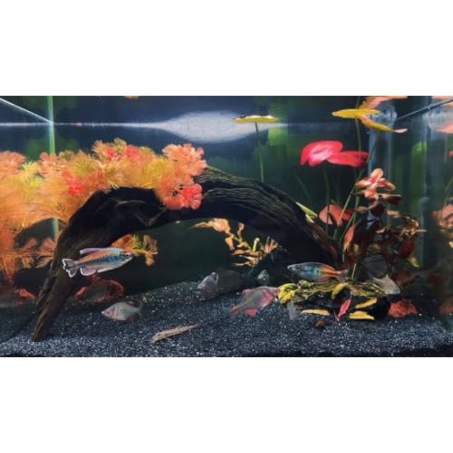 Aquarium Sand, 0 Fish Tank San - مراجعة Aquarium Plant Gravel وسعره