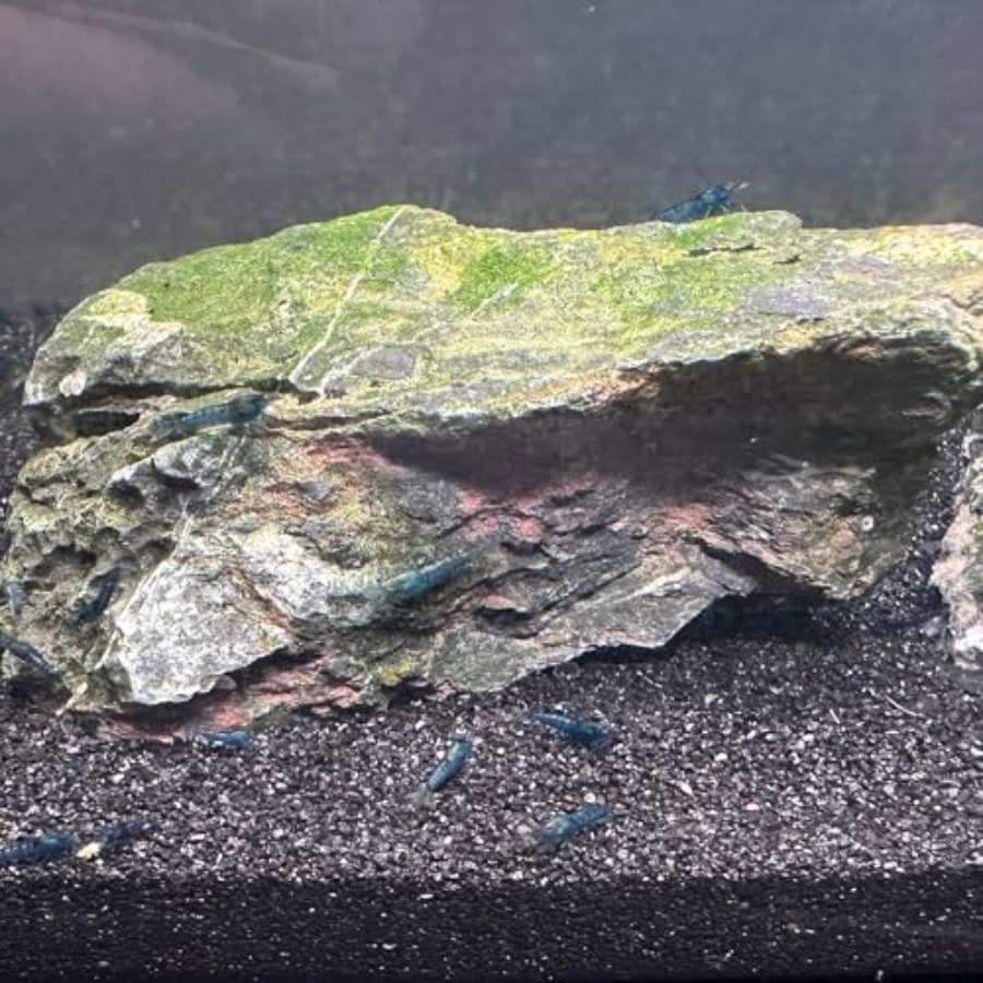 Aquarium Sand, 0 Fish Tank San - مراجعة Aquarium Plant Gravel وسعره
