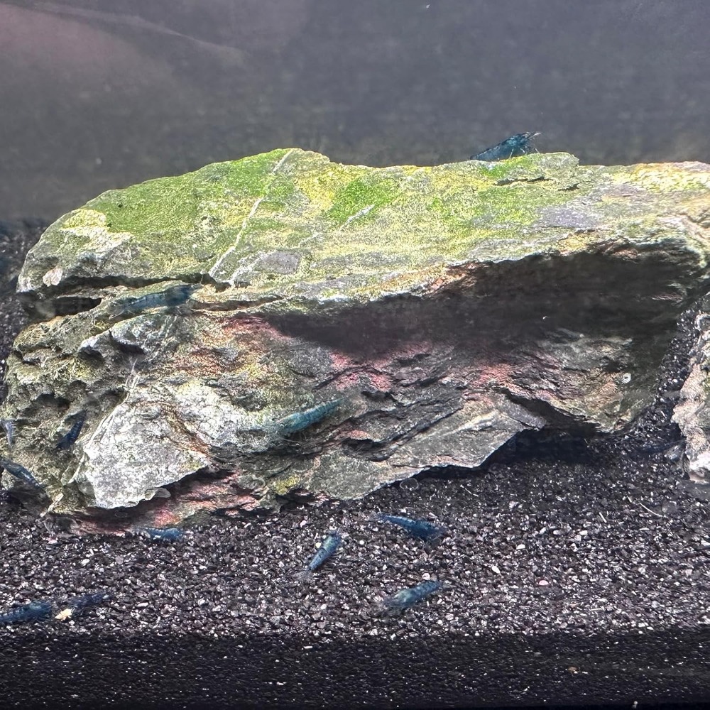 Black Aquarium Sand 2lbs, Fine - مراجعة Aquarium Plant Gravel وسعره