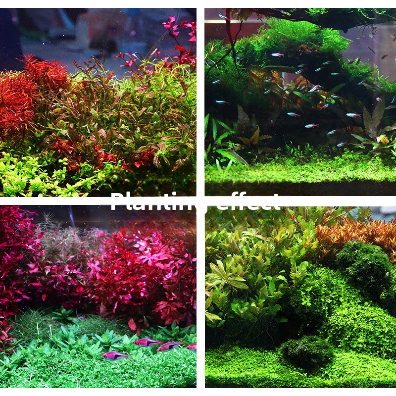 SYSENCIAGA Planted Aquarium Su - مراجعة Aquarium Planted Seeds وسعره