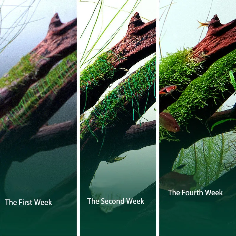 AQUA NEST 200m/roll Naturally  - مراجعة Aquarium Planted Substrate وسعره