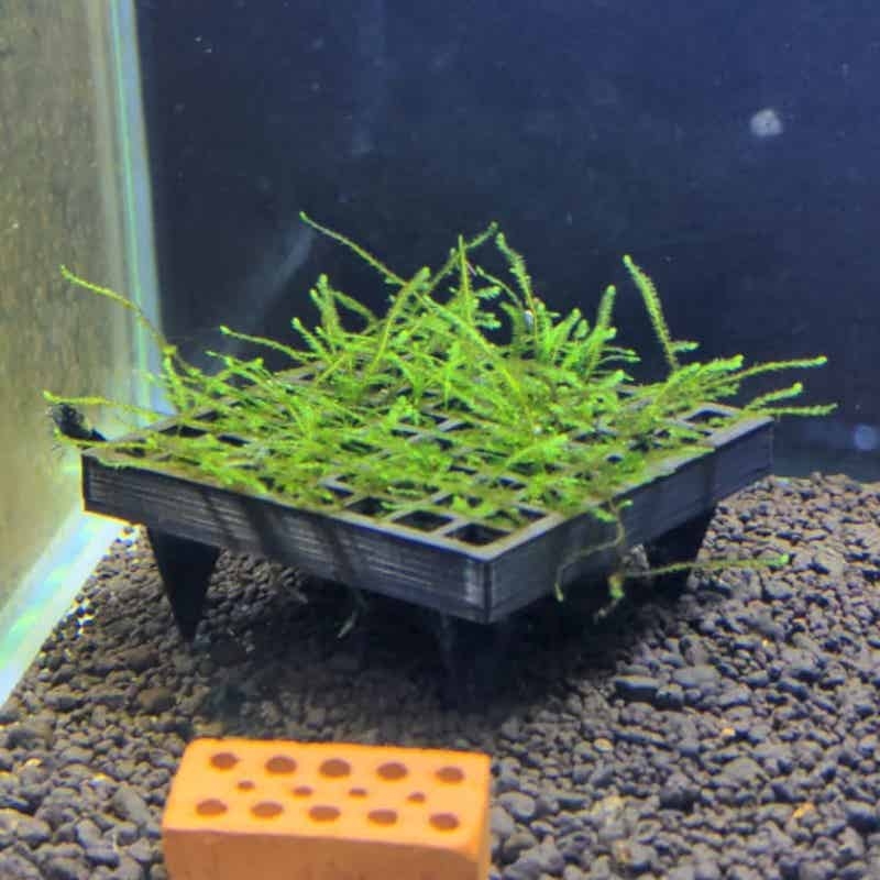 Aquarium Moss Cage Holder Fish - مراجعة Aquarium Plant Echinodorus وسعره