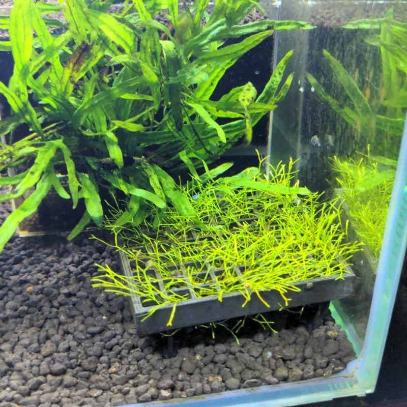 Aquarium Moss Cage Holder Fish - مراجعة Aquarium Plant Echinodorus وسعره