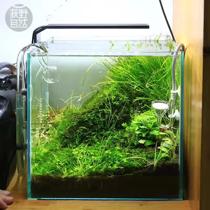Chihiros C Series ADA Style Pl - مراجعة Aquarium Plant Growing وسعره