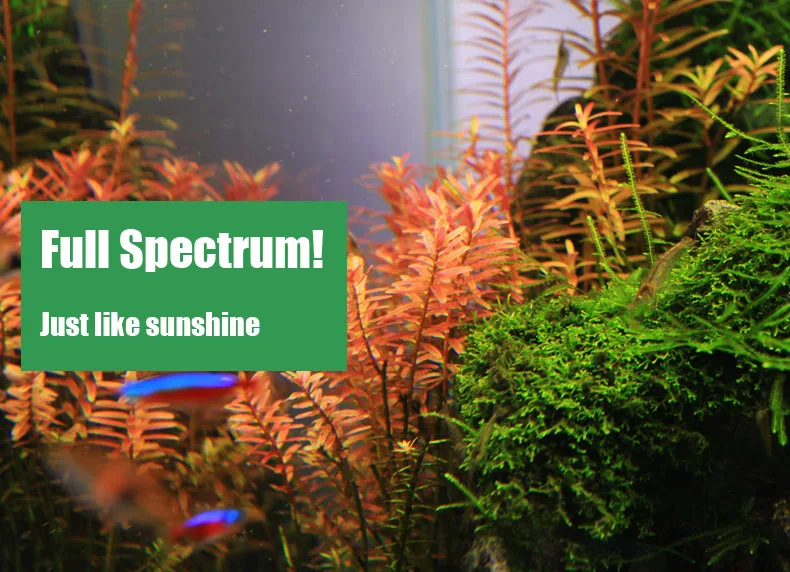 Chihiros C Series ADA Style Pl - مراجعة Aquarium Plant Growing وسعره