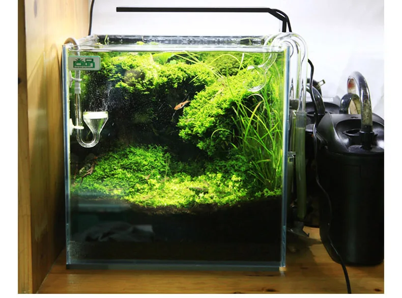Chihiros C Series ADA Style Pl - مراجعة Aquarium Plant Growing وسعره