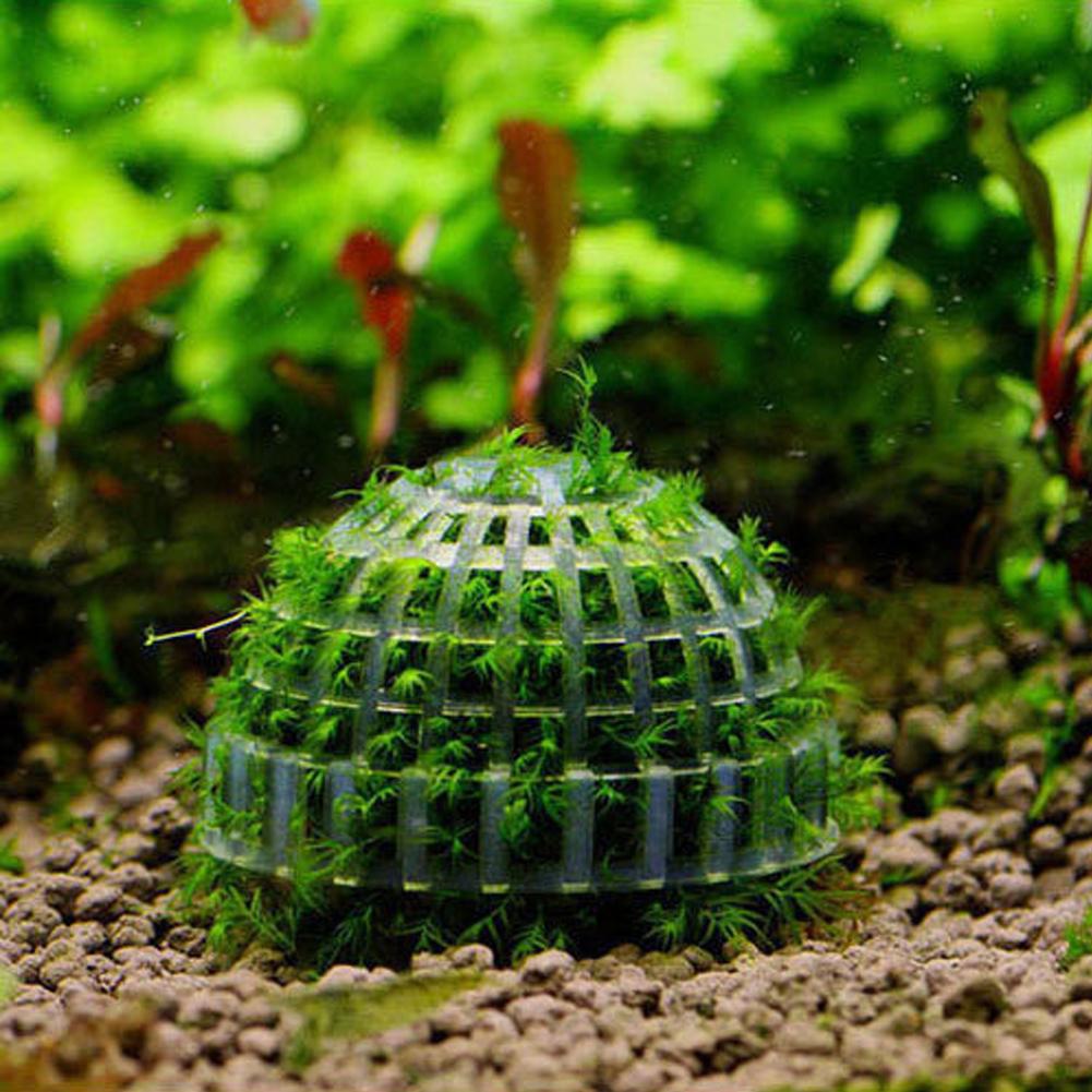 Aquarium Fish Tank Media Moss  - مراجعة Aquarium Plant Echinodorus وسعره