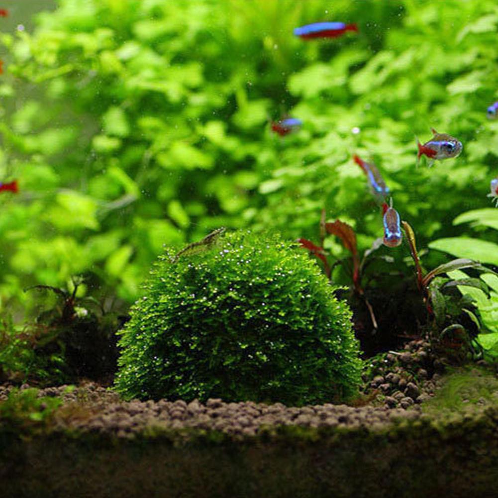 Aquarium Fish Tank Media Moss  - مراجعة Aquarium Plant Echinodorus وسعره