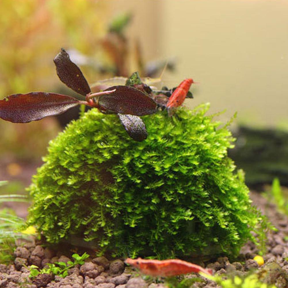 Aquarium Fish Tank Media Moss  - مراجعة Aquarium Plant Echinodorus وسعره
