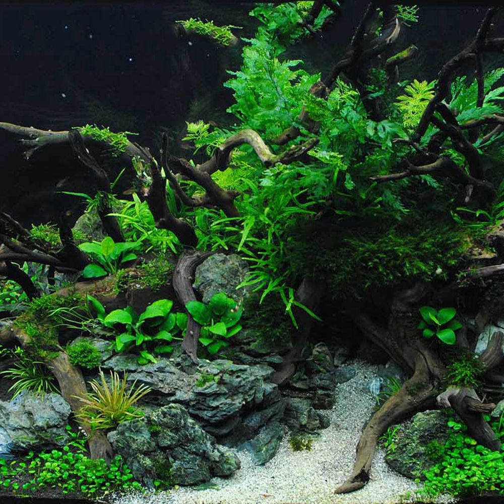 1 Pcs Wood Reptile Fish Tank O - مراجعة Aquarium Planted Substrate وسعره