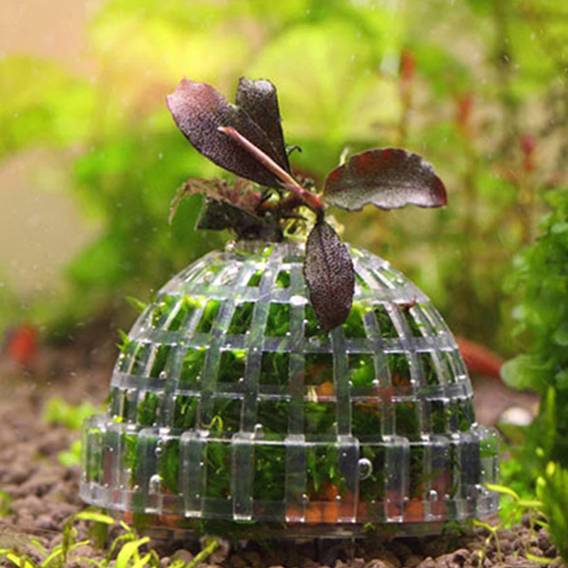 1pc New Aquatic Pet Supplies D - مراجعة Aquarium Plant Echinodorus وسعره