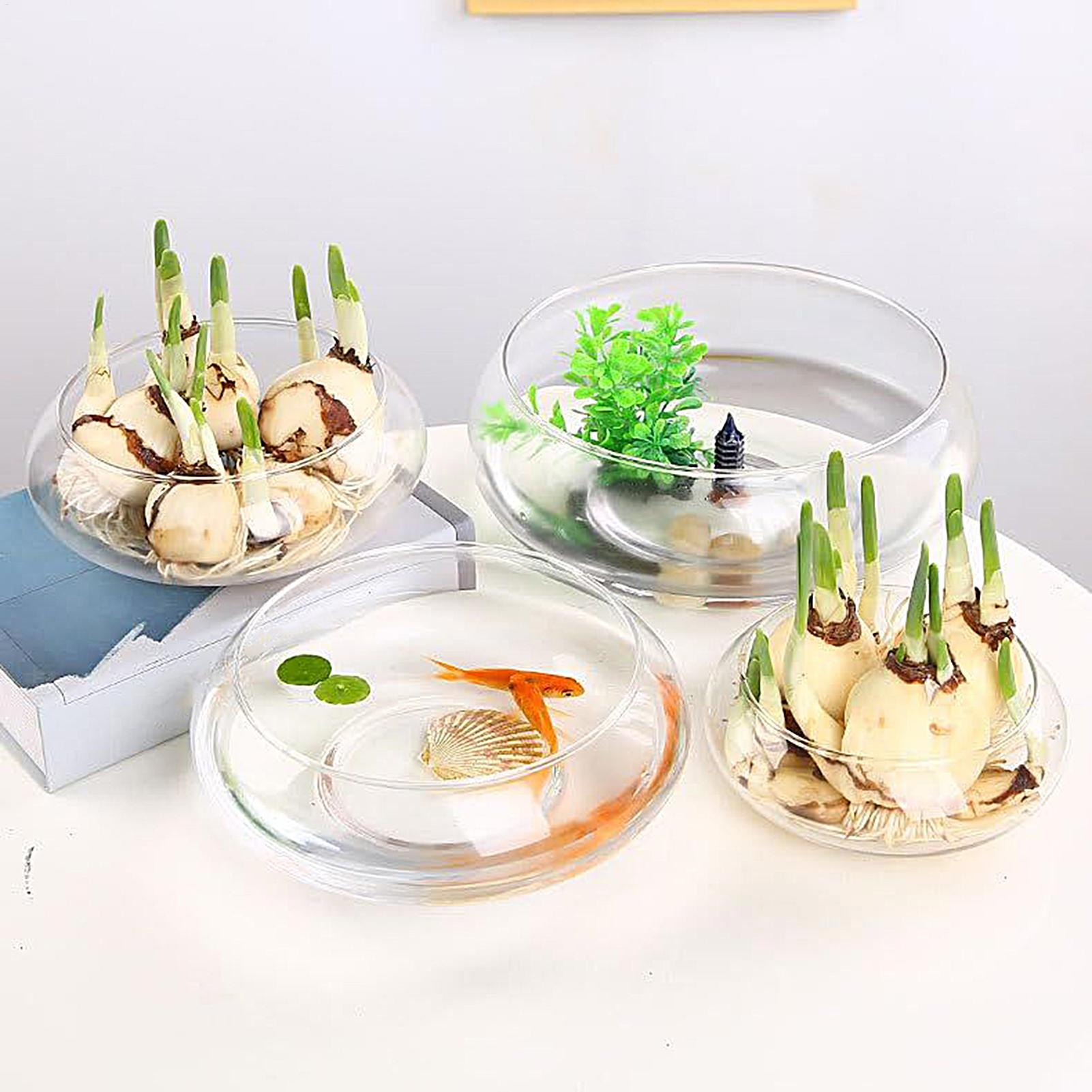 Fish Glass Bowl Glass Large Hy - مراجعة Aquarium Planting وسعره
