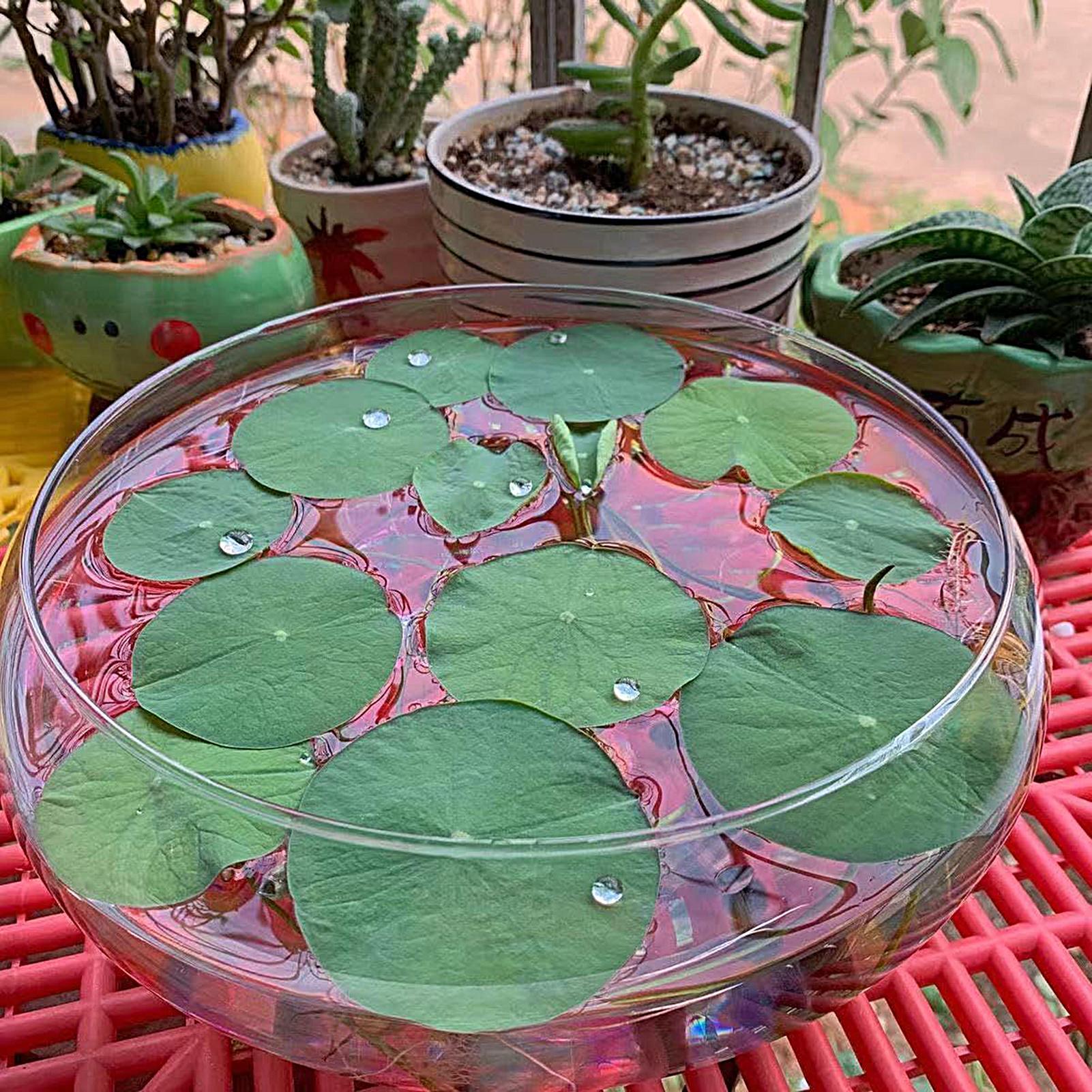 Fish Glass Bowl Glass Large Hy - مراجعة Aquarium Planting وسعره