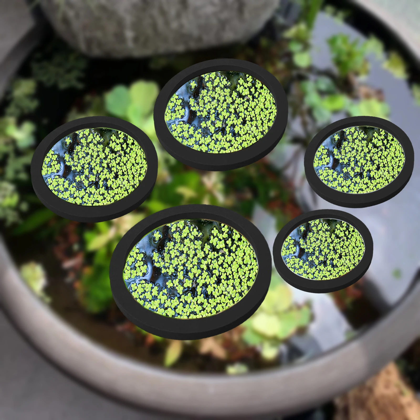 5Pcs EVA Fish Feeding Ring Aqu - مراجعة Aquarium Planting وسعره