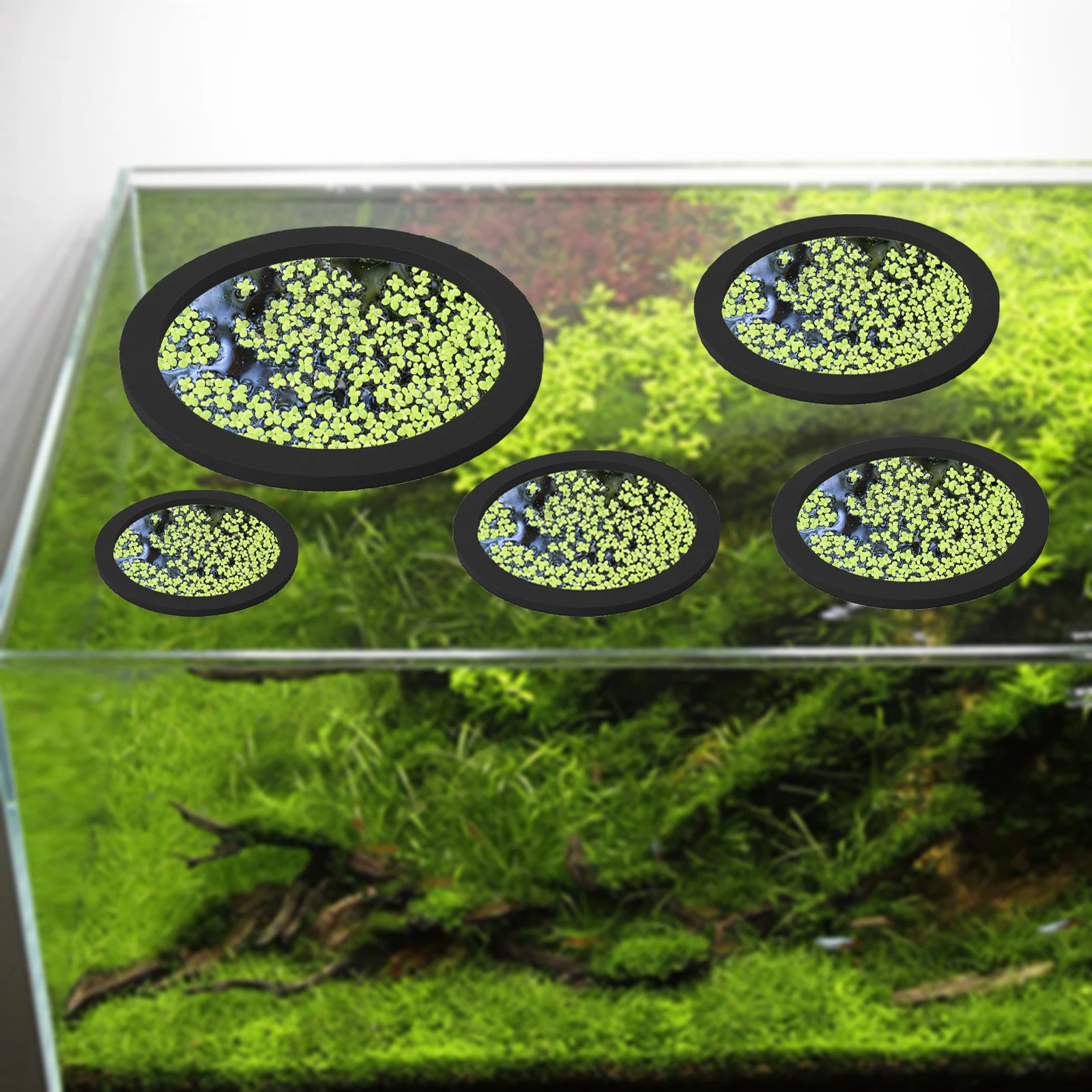 5Pcs EVA Fish Feeding Ring Aqu - مراجعة Aquarium Planting وسعره