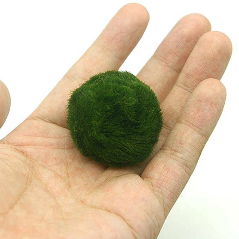 HOT! 3-4cm Marimo Moss Balls L - مراجعة Aquarium Plant Echinodorus وسعره