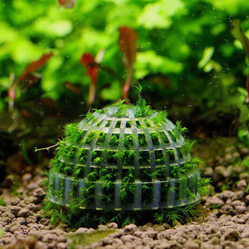 .1Pc Aquatic Pet Supplies Deco - مراجعة Aquarium Plant Echinodorus وسعره