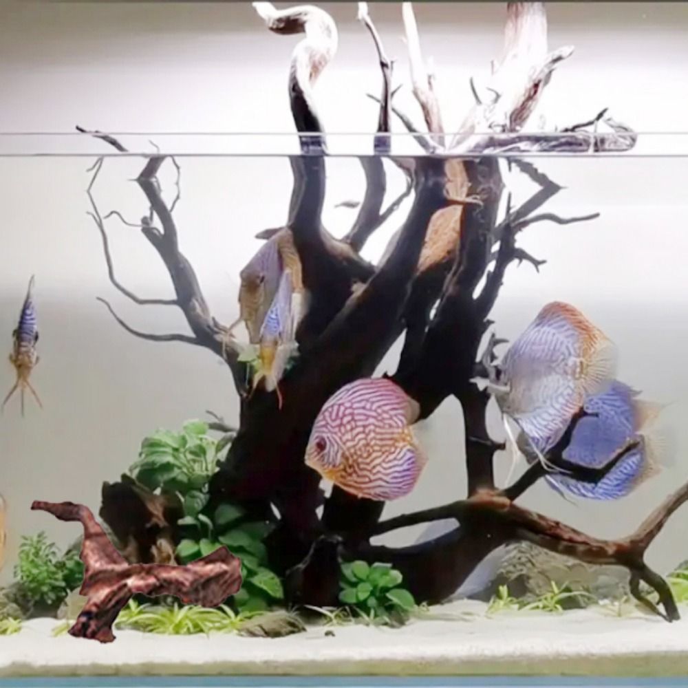 Creative Irregular Shape Coral - مراجعة Aquarium Planted Substrate وسعره