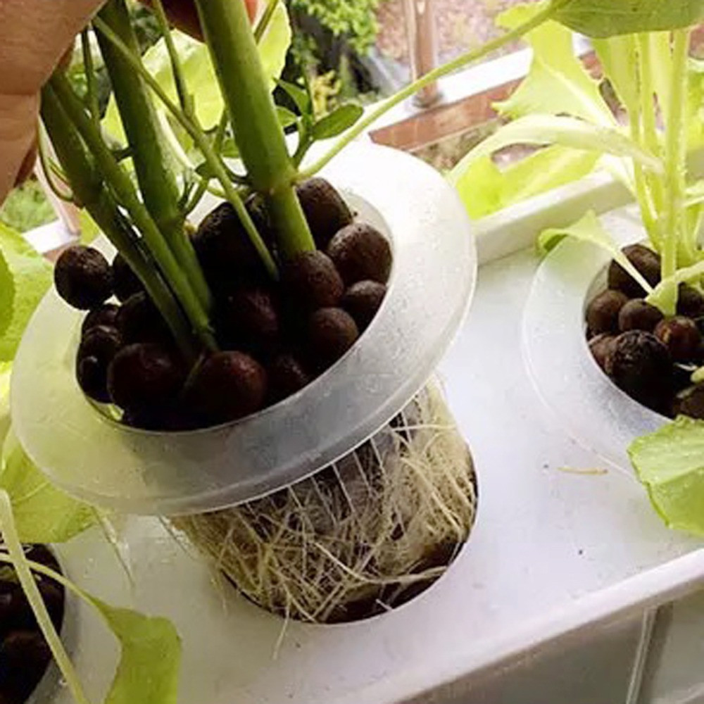 10/50pcs Garden Supplies Aquar - مراجعة Aquarium Planted Seeds وسعره