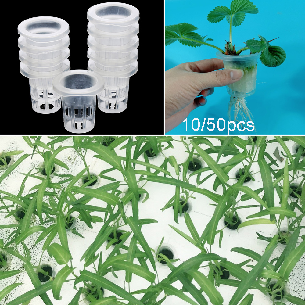 10/50pcs Garden Supplies Aquar - مراجعة Aquarium Planted Seeds وسعره
