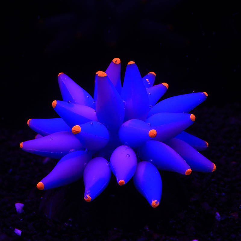 Fluorescent Bubble Coral Lumin - مراجعة Aquarium Plant Glue وسعره