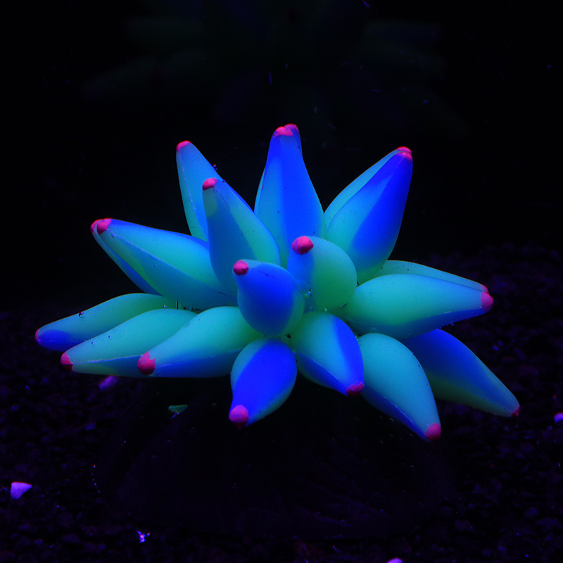 Fluorescent Bubble Coral Lumin - مراجعة Aquarium Plant Glue وسعره