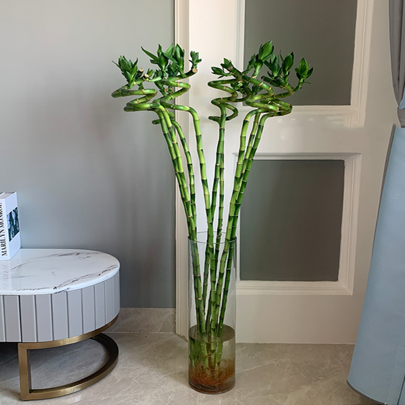 110cm 2PC Artificial Lucky Bam - مراجعة Aquarium Plant Echinodorus وسعره