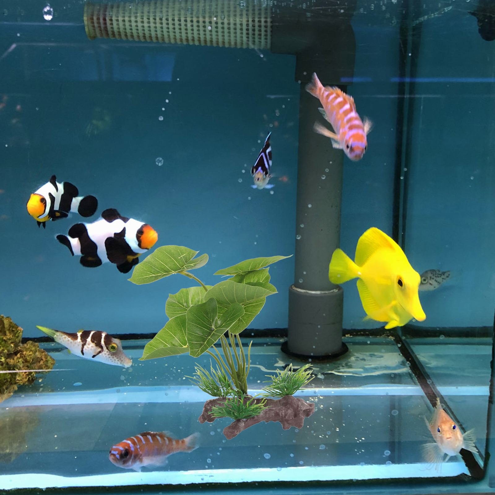 Artificial Underwater Plant Aq - مراجعة Aquarium Planted Seeds وسعره