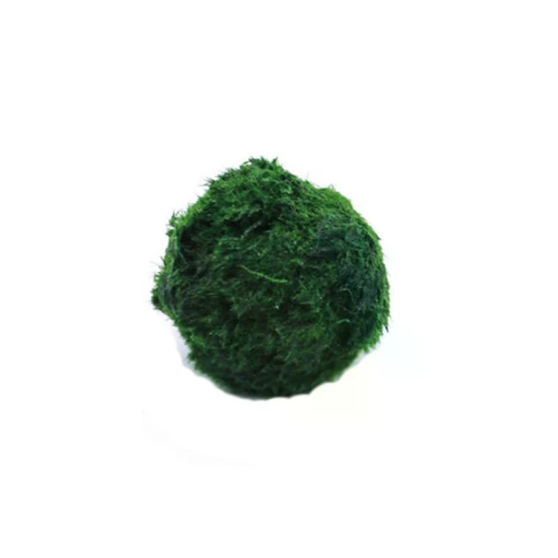 3-4cm Marimo Moss Balls Live A - مراجعة Aquarium Plant Echinodorus وسعره