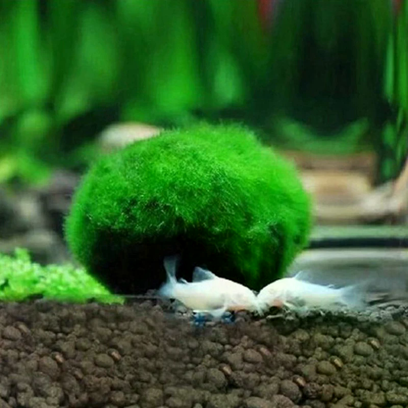 3-4cm Marimo Moss Balls Live A - مراجعة Aquarium Plant Echinodorus وسعره