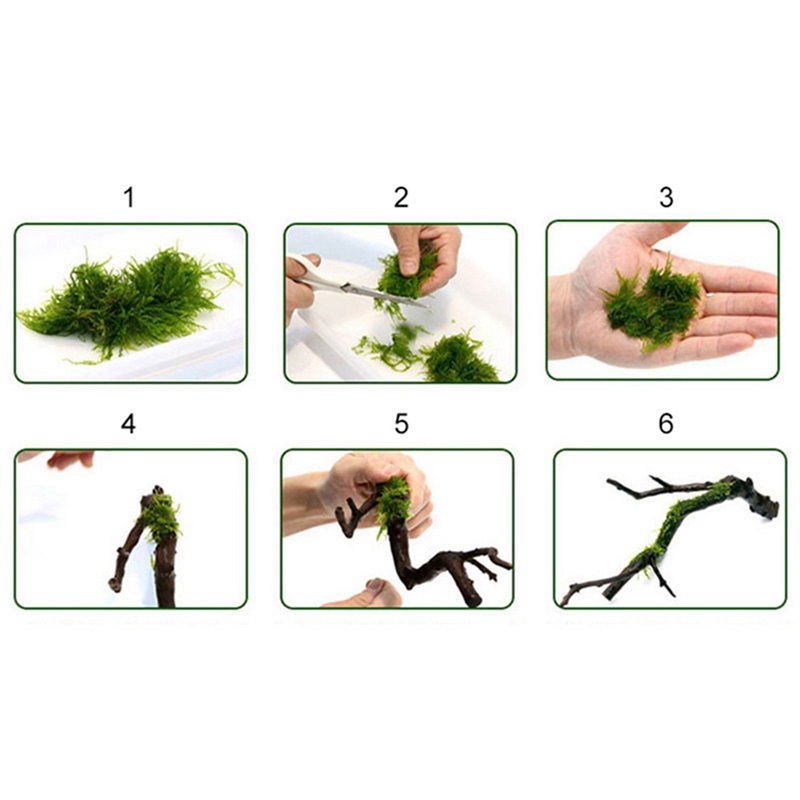 120M DIY Moss Line Binding Lin - مراجعة Aquarium Plant Echinodorus وسعره
