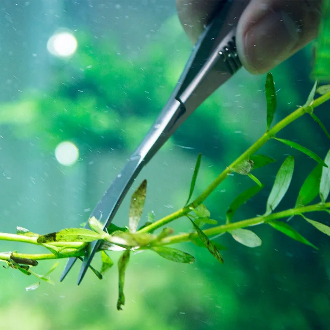 Curved Straight Spring Scissor - مراجعة Aquarium Plant Utensils وسعره