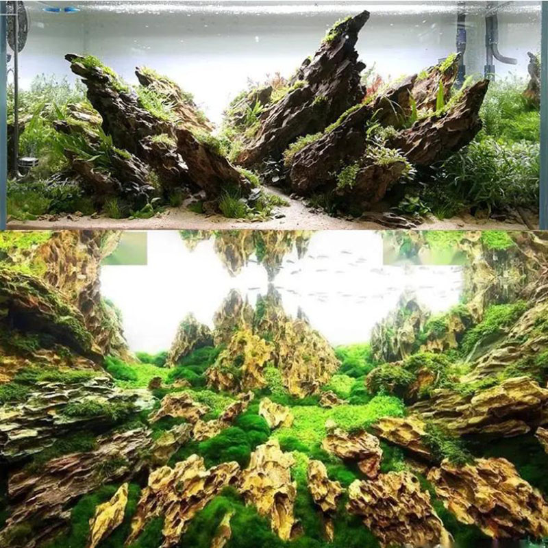 250g 500g 1000g Natural Aquari - مراجعة Aquarium Planted Seeds وسعره