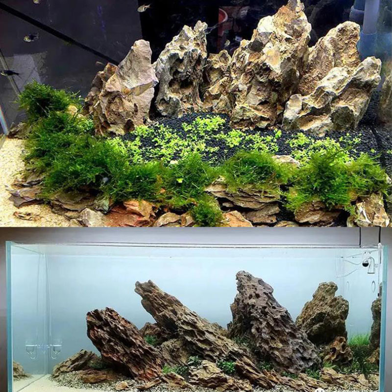 250g 500g 1000g Natural Aquari - مراجعة Aquarium Planted Seeds وسعره