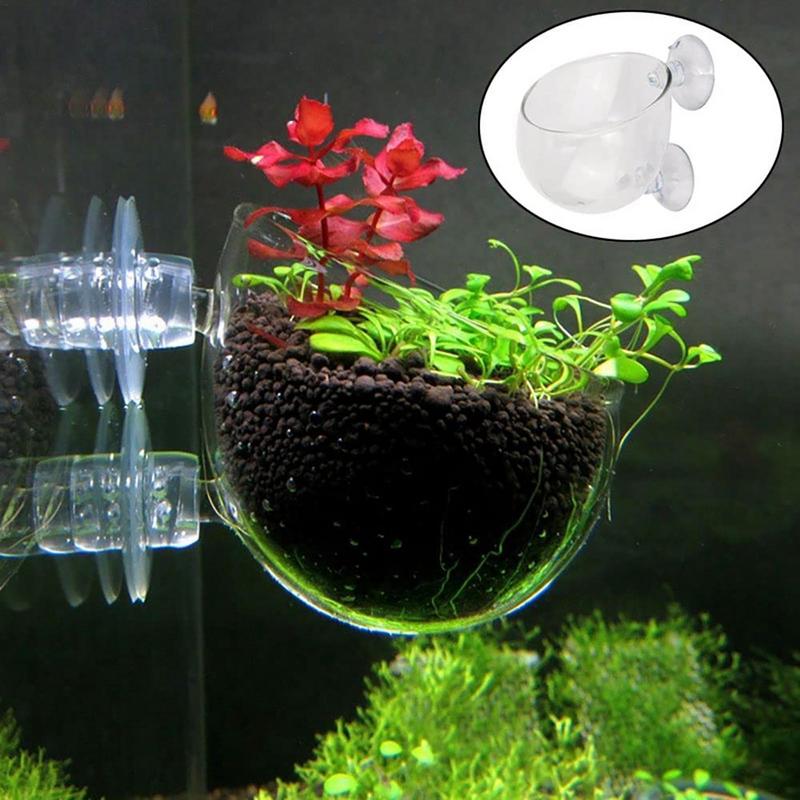 Fish Tank Decoration Accessory - مراجعة Aquarium Planted Seeds وسعره