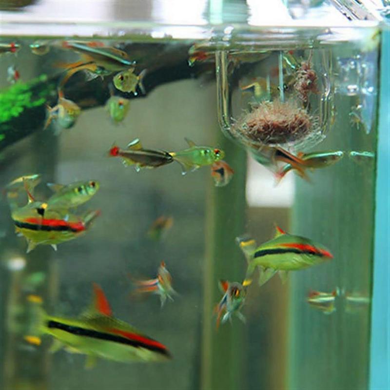 Fish Tank Decoration Accessory - مراجعة Aquarium Planted Seeds وسعره