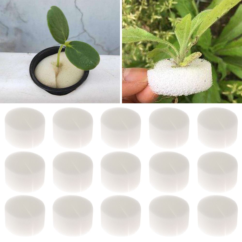 10/50pcs Durable Planting Aqua - مراجعة Aquarium Planted Seeds وسعره