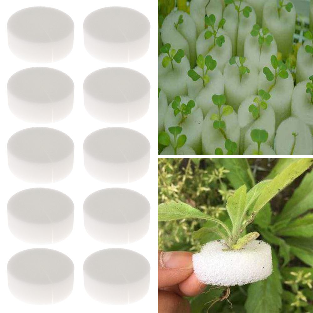 10/50pcs Durable Planting Aqua - مراجعة Aquarium Planted Seeds وسعره