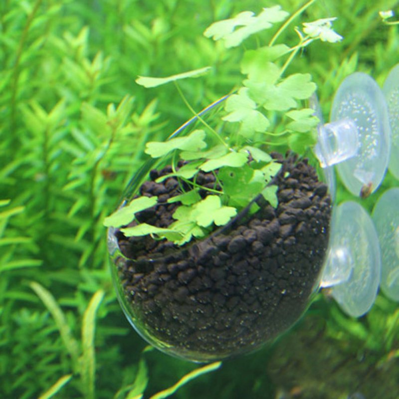 Aquarium Hanging Plant Pot Gla - مراجعة Aquarium Planted Seeds وسعره